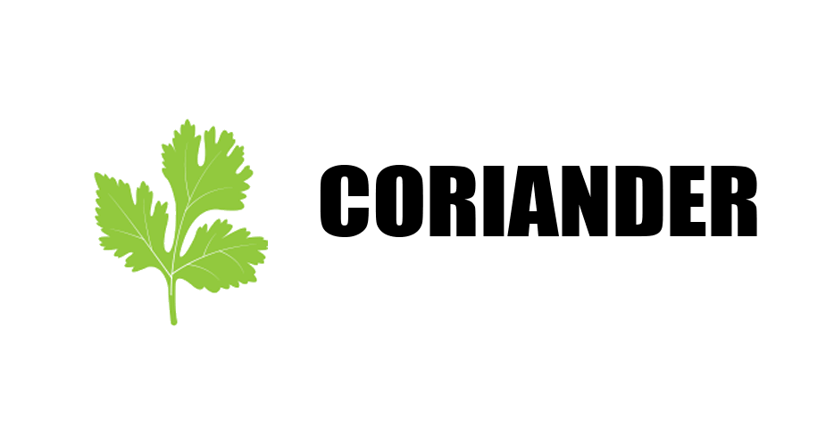 Coriander